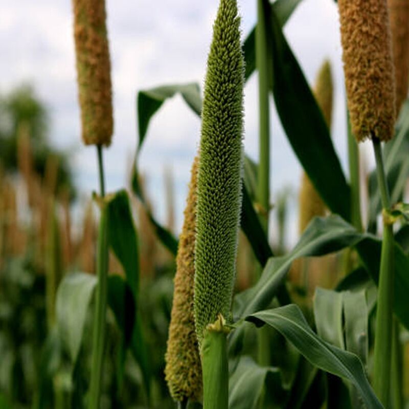 Kambu / Pearl Millet / Bajra / Sajje / Sajja / Kambam (Unpolished) 4 நாட்டு கம்பு