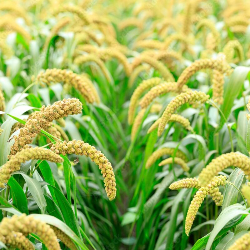 Foxtail Millet / Thinai / Kangni / Kakum / Navane / Korra / Thina (Unpolished) 2 Foxtail Millet